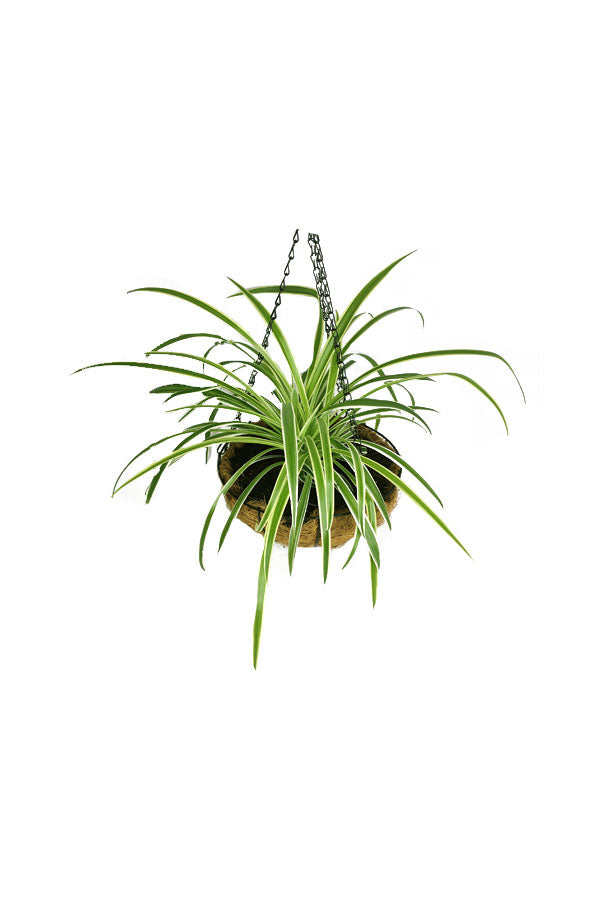 Spider Plant - Chlorophytum Comosum - Plantsworld.ae