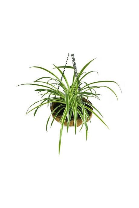 Spider Plant - Chlorophytum Comosum - Plantsworld.ae
