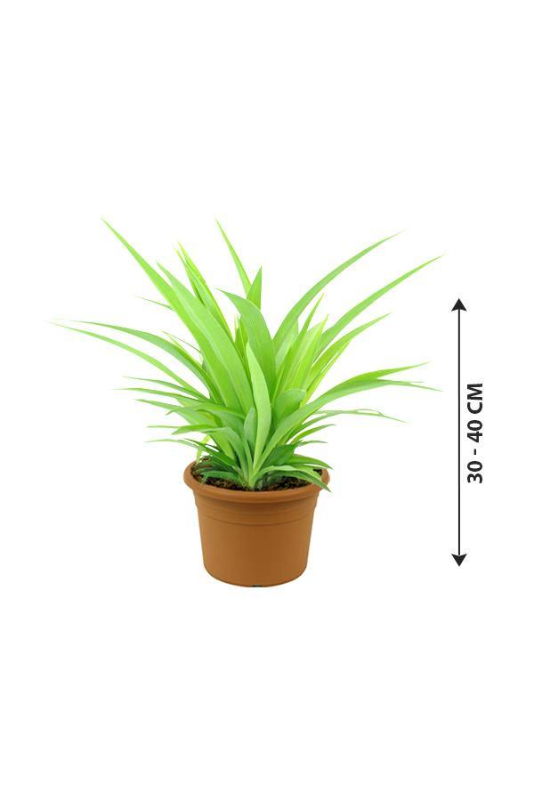 Spider Plant Lemon-Chlorophytum - Plantsworld.ae - {{ varient.name }}