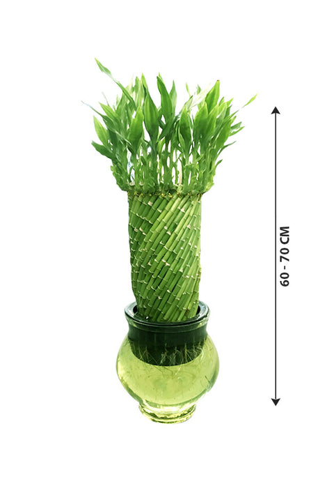 Spiral Lucky Bamboo Plant – Indoor Feng Shui Bamboo for Good Luck and Prosperity