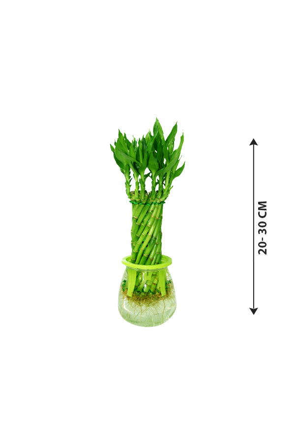 Spiral Lucky Bamboo - Dracaena Sanderiana - Plantsworld.ae