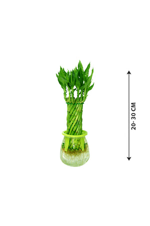 Spiral Lucky Bamboo - Dracaena Sanderiana - Plantsworld.ae