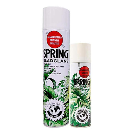 Spring Leaf Shining Spray - Plantsworld.ae