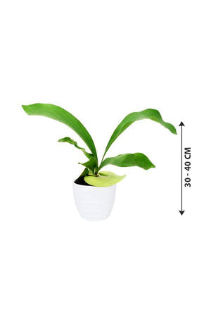 Staghorn-Elkhorn fern - Plantsworld.ae - {{ varient.name }}