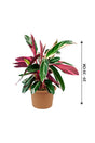 Stromanthe Sanguinea Triostar - Stromanthe Magic Star - Plantsworld.ae