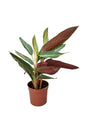Stromanthe Sanguinea Triostar - Stromanthe Magic Star - Plantsworld.ae