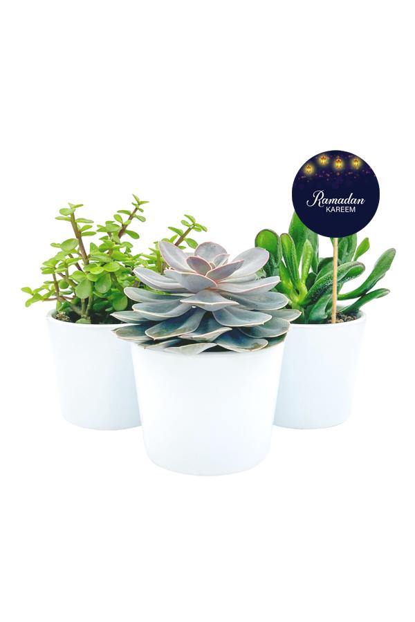 Succulent Plants in white pots with 3 red roses with Ramadan greeting quote. 