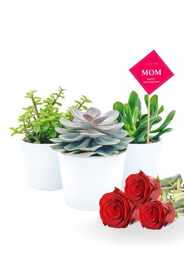 A combo of 3 succulents in white  pots along with 3 red roses and a Mothers Day Quote. 