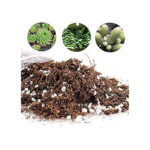 Succulent & Cactus Soil Mix - Plantsworld.ae