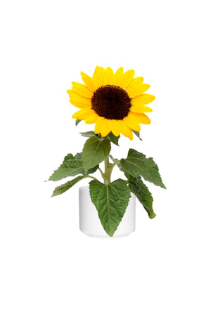 Sunflower - Helianthus - Outdoor Flowering Plant - Plantsworld.ae