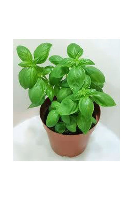 Sweet Basil - Ocimum Basilicum - Plantsworld.ae