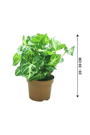Syngonium Pixie - Butterfly Plant - Plantsworld.ae