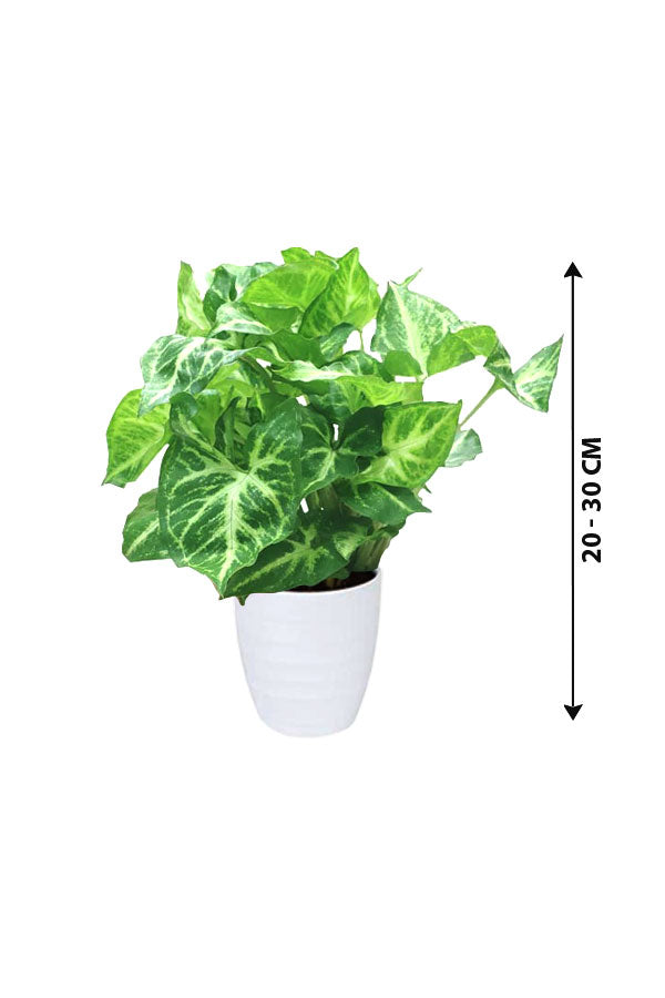 Syngonium Pixie - Butterfly Plant - Plantsworld.ae