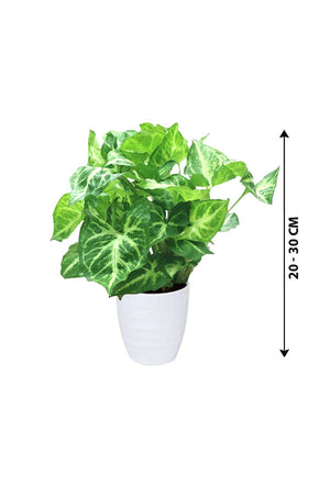 Syngonium Pixie - Butterfly Plant - Plantsworld.ae