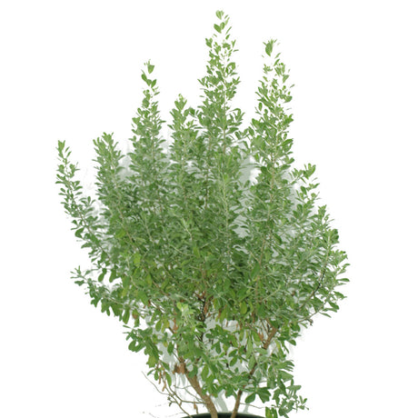 Texas Ranger Texas Sage  - Leucophyllum Frutescens - Plantsworld.ae