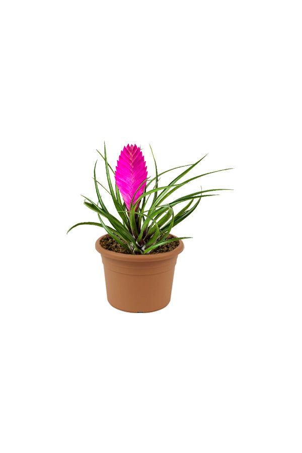 Pink Quill - Tillandsia Cyanea - Plantsworld.ae