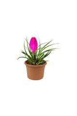 Pink Quill - Tillandsia Cyanea - Plantsworld.ae