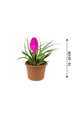 Pink Quill - Tillandsia Cyanea - Plantsworld.ae