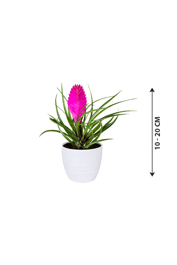 Pink Quill - Tillandsia Cyanea - Plantsworld.ae