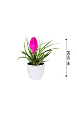 Pink Quill - Tillandsia Cyanea - Plantsworld.ae