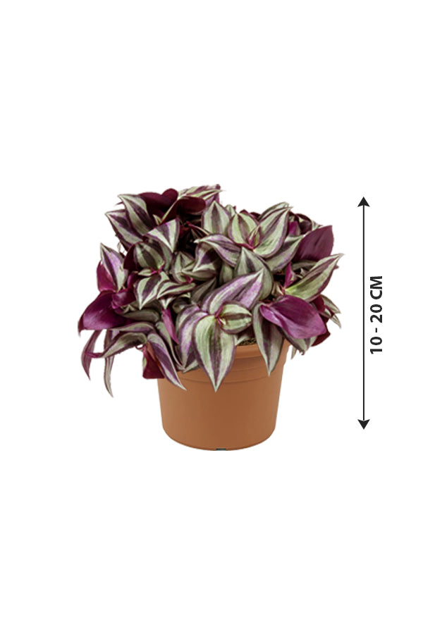 Tradescantia - Spiderwort - Plantsworld.ae