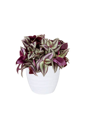 Tradescantia - Spiderwort Plant with Vibrant Purple, Green, and White Foliage in Decorative Pot