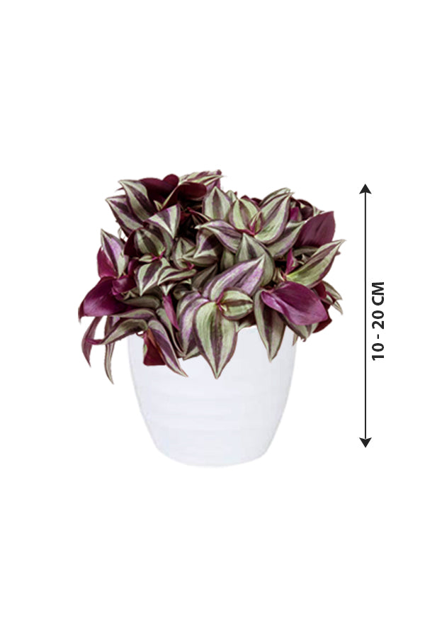 Tradescantia - Spiderwort - Plantsworld.ae