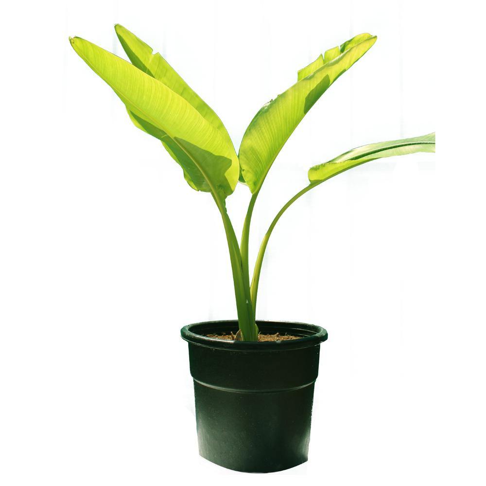 Travelers Palm-Ravenala Madagascariensis - Travelers Palm-Ravenala Madagascariensis - Plantsworld.ae