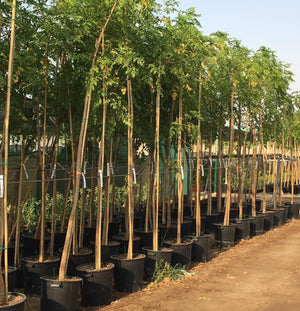 Tree Jasmine-Millingtonia Hortensis - Tree Jasmine-Millingtonia Hortensis - Plantsworld.ae
