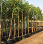 Tree Jasmine-Millingtonia Hortensis - Tree Jasmine-Millingtonia Hortensis - Plantsworld.ae
