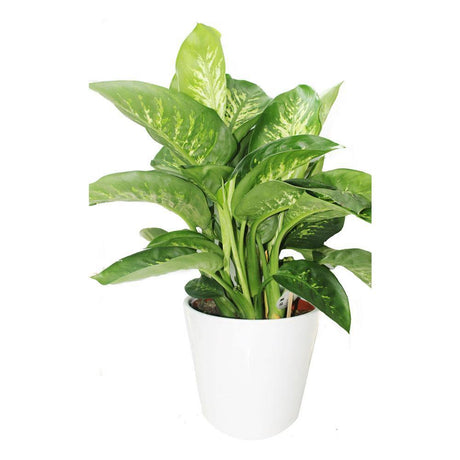Tropic Snow Dieffenbachia Seguine indoor plant with lush green leaves and white veining in a decorative pot.

