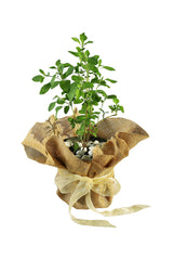 Anniversary Gift Plant - Tulsi Plant In Jute Wrap - Plantsworld.ae