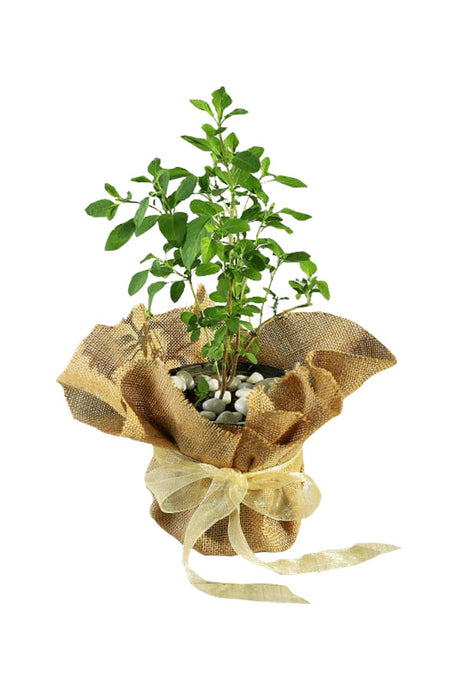 Anniversary Gift Plant - Tulsi Plant In Jute Wrap - Plantsworld.ae