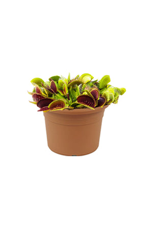 Venus Flytrap - Dionaea Muscipula - Plantsworld.ae