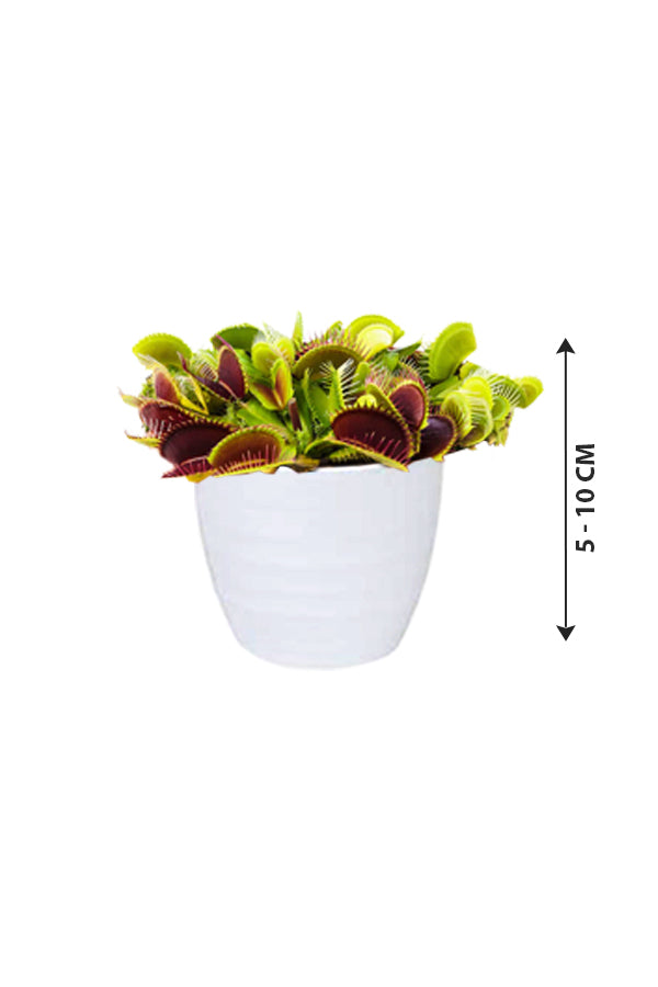 Venus Flytrap - Dionaea Muscipula - Plantsworld.ae