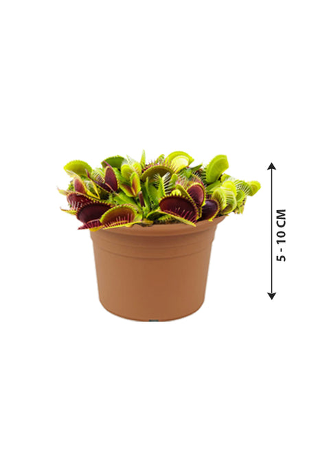Venus Flytrap - Dionaea Muscipula - Plantsworld.ae