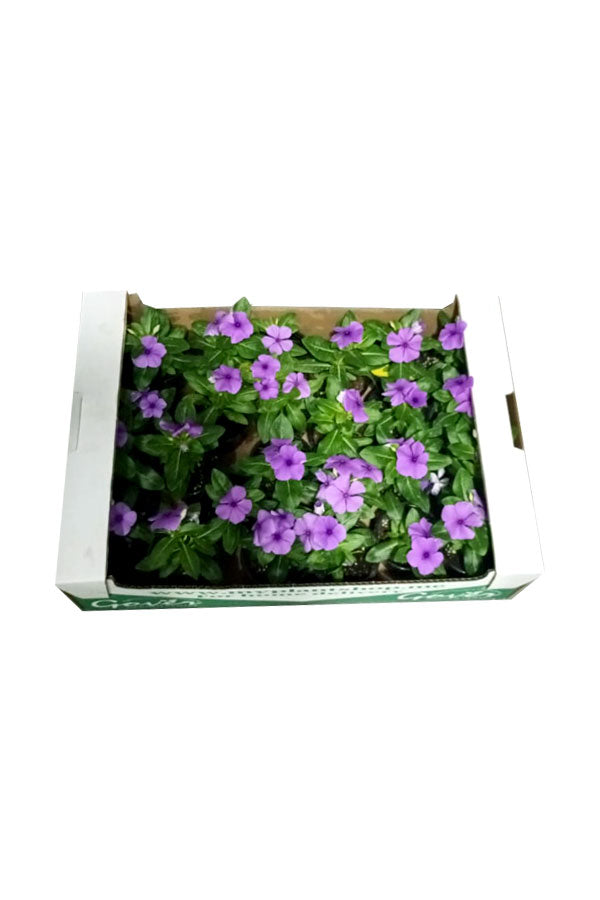 Periwinkle ( Vinca ) - Catharanthus Roseus - Plantsworld.ae
