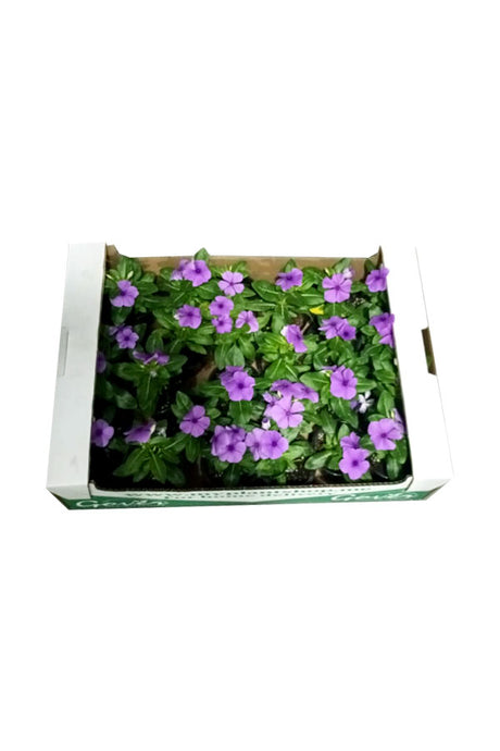 Periwinkle ( Vinca ) - Catharanthus Roseus - Plantsworld.ae