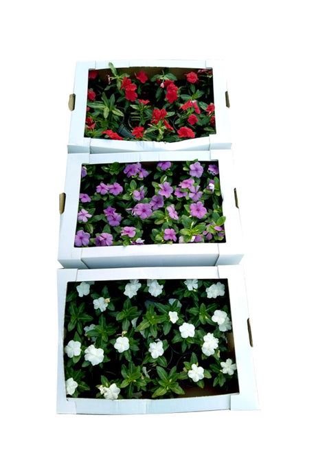 Periwinkle ( Vinca ) - Catharanthus Roseus - Plantsworld.ae