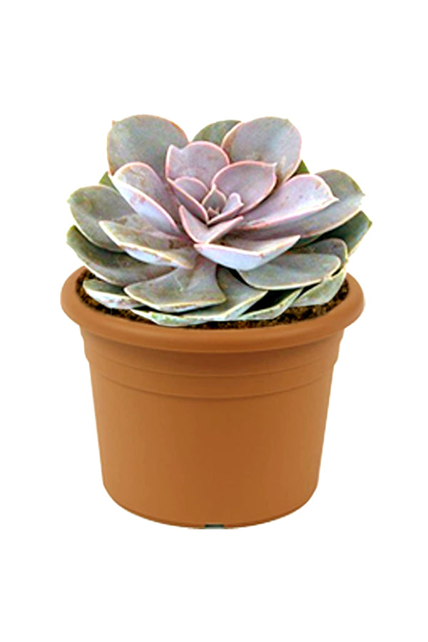 Violet Echeveria - Succulent Plant - Plantsworld.ae