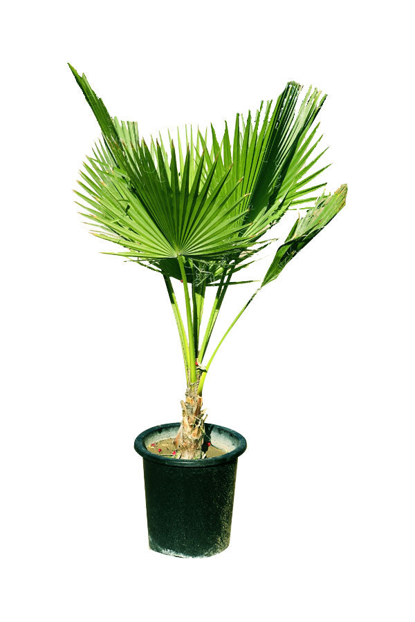 Washingtonia Robusta - Mexican Fan Palm - Plantsworld.ae