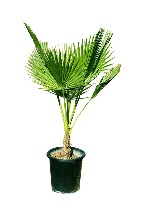 Washingtonia Robusta - Mexican Fan Palm - Plantsworld.ae