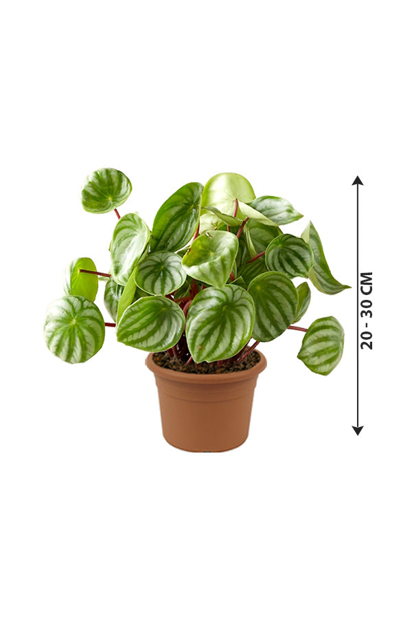 Watermelon Peperomia - Peperomia Argyreia - Plantsworld.ae