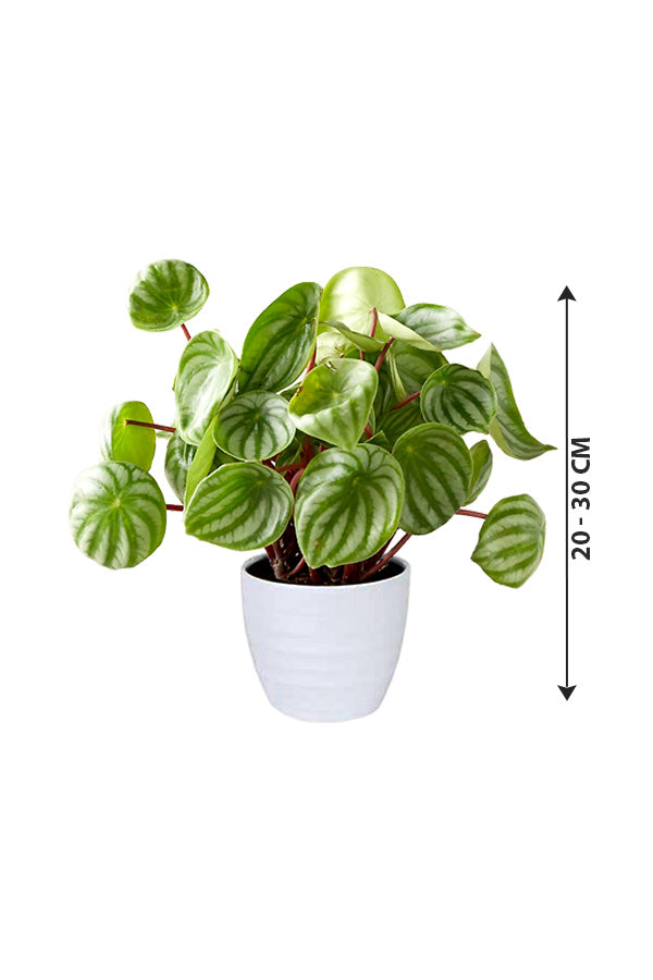 Watermelon Peperomia - Peperomia Argyreia - Plantsworld.ae