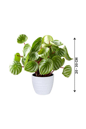 Watermelon Peperomia - Peperomia Argyreia - Plantsworld.ae