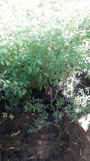 Chaste Tree-Vitex Agnus-Castus - Chaste Tree-Vitex Agnus-Castus - Plantsworld.ae