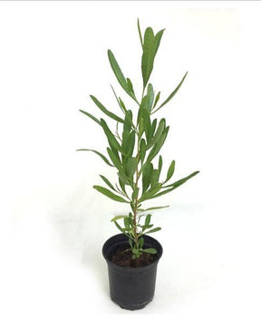 Purple Hop-Bush-Dodonaea Viscosa - Purple Hop-Bush-Dodonaea Viscosa - Plantsworld.ae