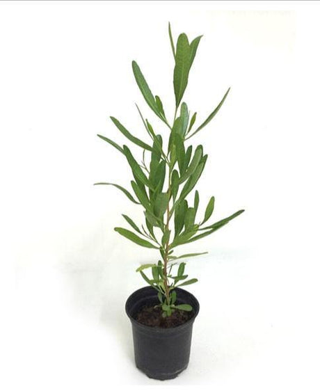 Purple Hop-Bush-Dodonaea Viscosa - Purple Hop-Bush-Dodonaea Viscosa - Plantsworld.ae