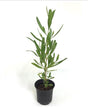 Purple Hop-Bush-Dodonaea Viscosa - Purple Hop-Bush-Dodonaea Viscosa - Plantsworld.ae