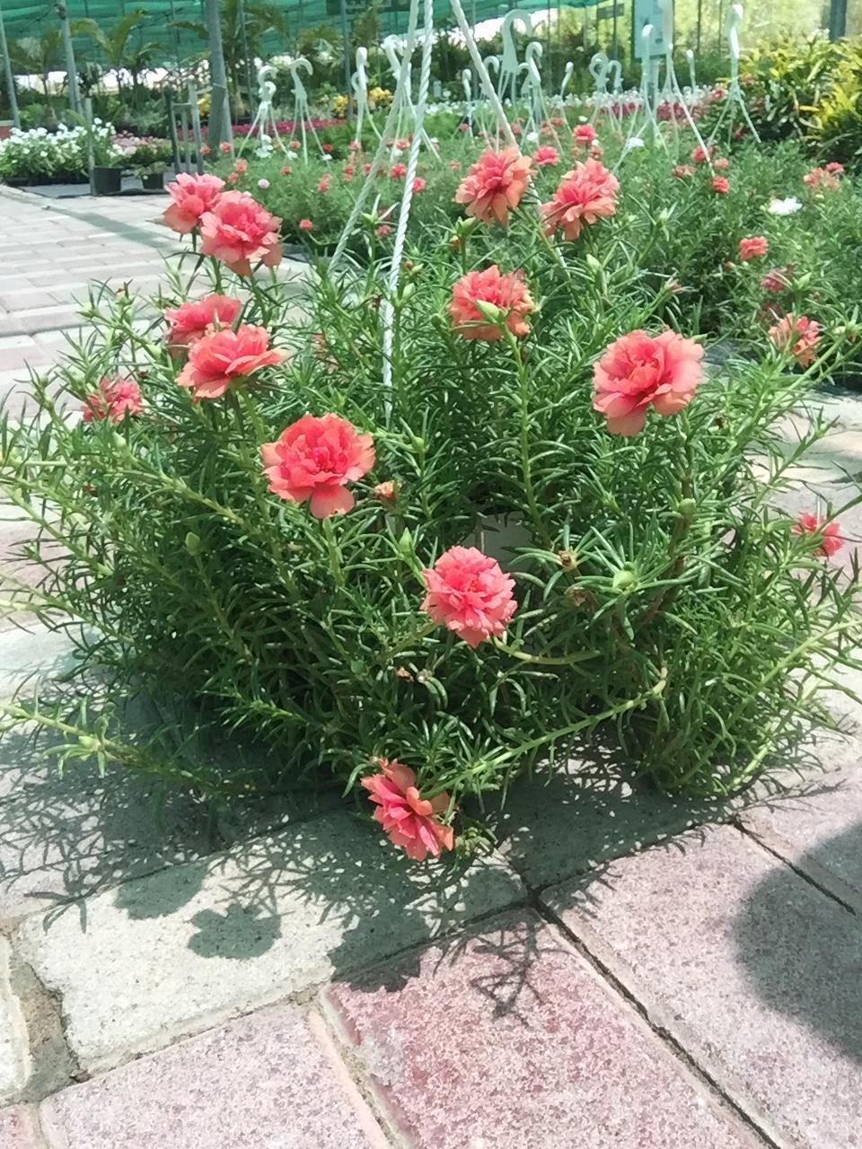 Portulaca hanging plant with bright, colorful flowers trailing from a basket – perfect for balconies and sunny spots.

